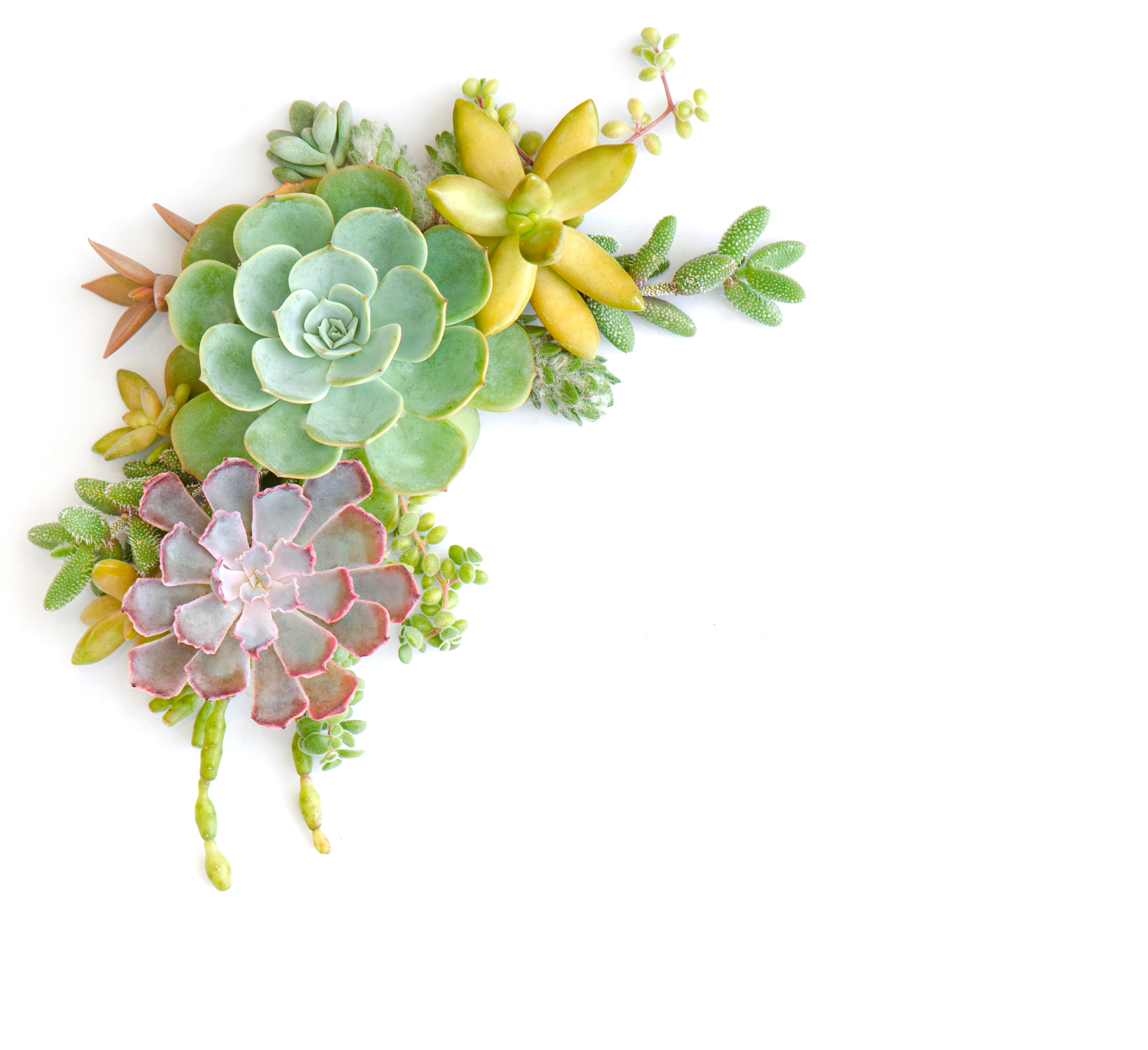 Succulent Plants Corner Border on White Background